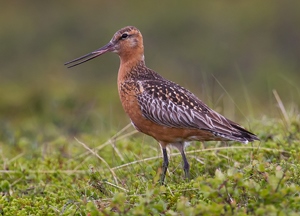 Цууцал (Хурган цууцал)